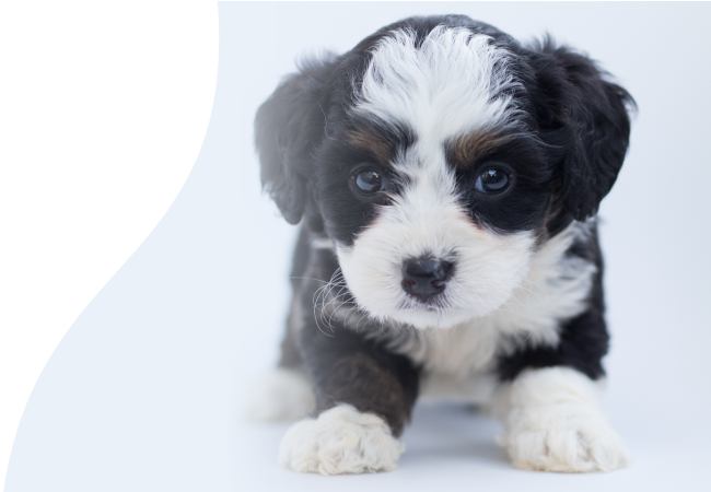 Funerales Luz Eterna