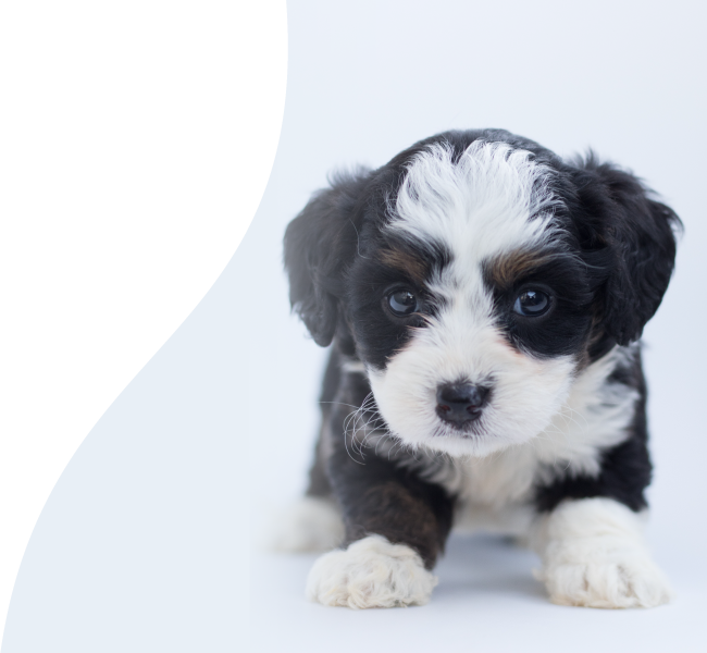 Funerales Luz Eterna